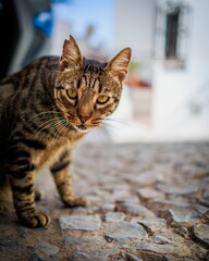 Closeup shot of a brown and black cat standing on the ground outside.