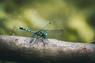 Closeup of a dragonfly on a blurry background