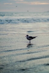 Selective of a seagull at a sandy beach on the sunset
