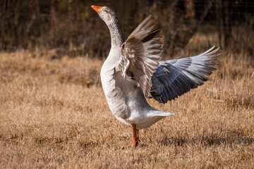 Closeup shot of a domestic goose under sunlight standing on a dry grass with its wings open