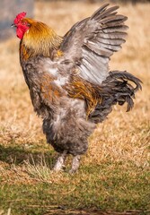 Vertical shot of a Brahma chicken under sunlight standing on a dry grass with its wings open
