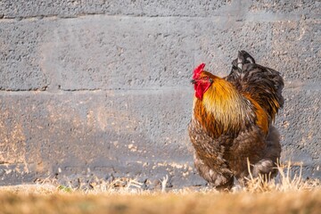 Closeup shot of a Brahma chicken under sunlight standing on a dry grass against a gray wall