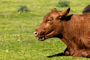 Close up view of brown cow head against green grass background.