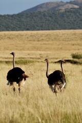 Vertical shot of a pair of Somali ostrich walking in the dry field with mountains on the background