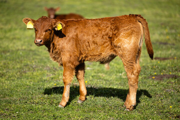 Young cow or calf standing on farmland.