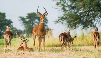 Male Impalas surrounded by female ones in the field on a sunny day