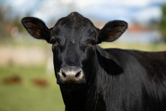 Close up view of black cow standing on farmland.