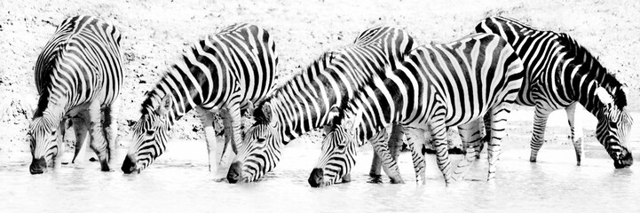 Fototapeta na wymiar Panoramic grayscale of zebras drinking water from the lake