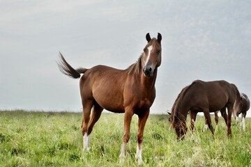 Closeup of cute brown Arabian horses grazing in a field