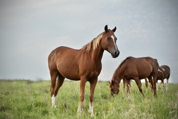 Naklejka na ściany i meble Closeup of cute brown Arabian horses grazing in a field