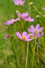 Vertical closeup of a garden Cosmos (Cosmos bipinnatus) in a field against blurred flowers