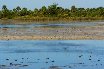 Scenic shot  of birds flying from the surface of a lake with trees on the background