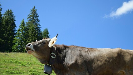 Low angle shot of a dark brown cow grazing on a rural mountainside valley