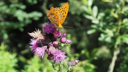 Selective focus shot of an orange spotted butterfly on a purple thistle flower