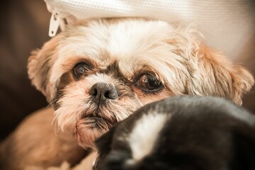 Close-up of a Shih Tzu dog resting on  a pillow