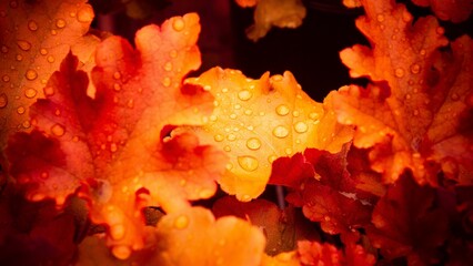 Closeup of raindrops on yellowish-orange maple leaves in autumn - beautiful wallpaper