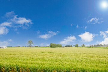 北海道の畑の風景