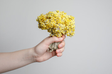 Yellow flower helichrysum. Blossom plant herb for herbal tea, oil, alternative medicine and...