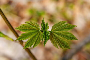 Closeup of a green leaf with water drops on a plant