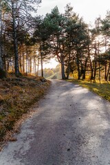 Vertical shot of a forest road between trees in autumn