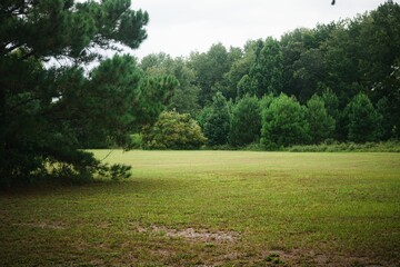 Landscape view of the field