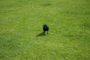 Close-up shot fo a black raven on the grass