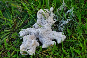 Mushrooms in the Valdebebas Forest Park