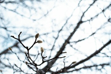 First sprouts from a tree