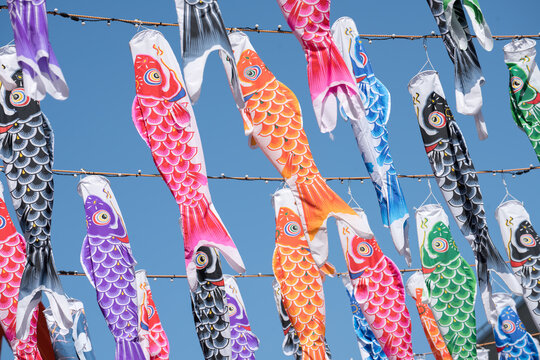 Colorful carp flags during Children's Day in Japan