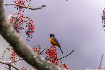Taiwan vivid niltava perched in a tree with red fruits in the mountain of Taiwan