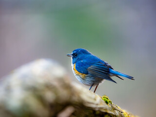 森の中で枝に留まっているルリビタキの雄