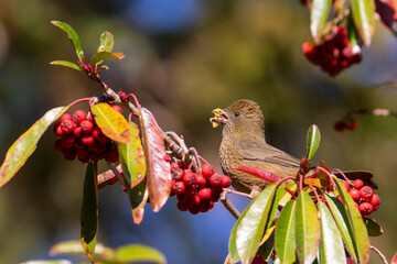 Taiwan rosefinch female, an endemic bird of Taiwan perched on a tree eating red fruits