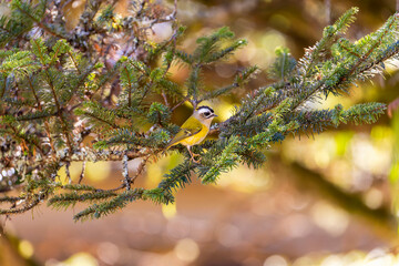 Flamecrest endemic bird of Taiwan perched in a tree in the mountains of Taiwan