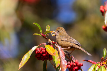 Taiwan rosefinch female, an endemic bird of Taiwan perched on a tree eating red fruits