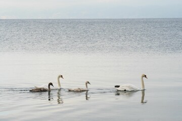 Beautiful view of a swan family swimming in the lake