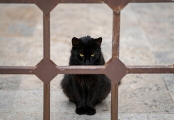 Black cat sitting behind the metal fence