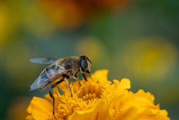 Closeup of bee sipping nectar from yello flower