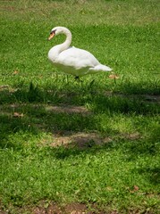 Vertical shot of a white swan on the grass
