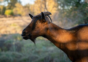 Closeup of a brown alpine goat in a field under the sunlight with a blurry background