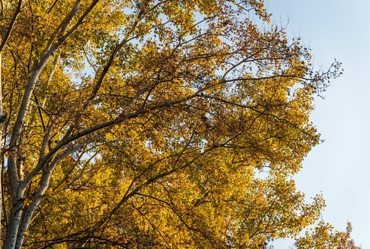 Low-angle shot of trees with yellow leaves in autumn