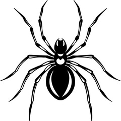 spider on a white background