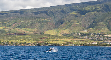 Landscape of the Maui island in Hawaii with the tail of a whale sticking out from the ocean