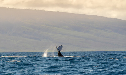 Tail of a big whale popping out from the ocean near Maui Island, Hawaii