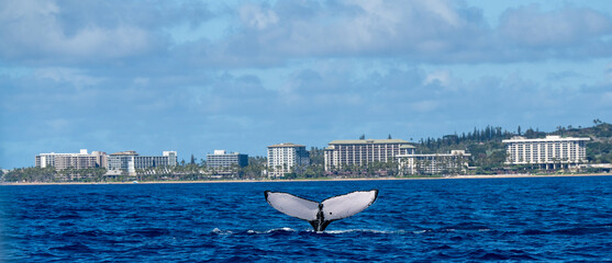 Tail of a whale sticking up from the ocean near Maui, an island in Hawaii