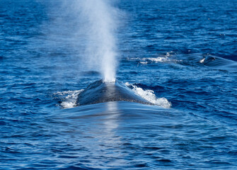 Huge whale expelling air through its blowhole near Maui Island, Hawaii