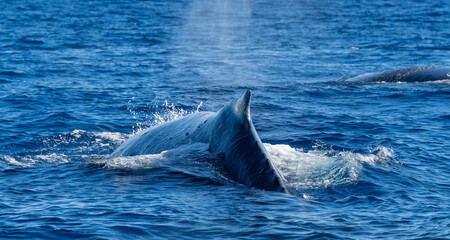 Fototapeta premium Whale with half of its body sticking out from the water in Maui, an island in Hawaii