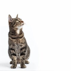 Obraz premium Alert Tabby Cat with Green Eyes Looking Upwards on White Background