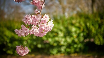 Selective focus shot of a blooming sakura tree branch