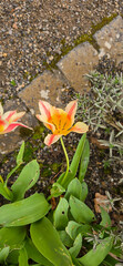 Spring blooming tulip field. Spring floral background.