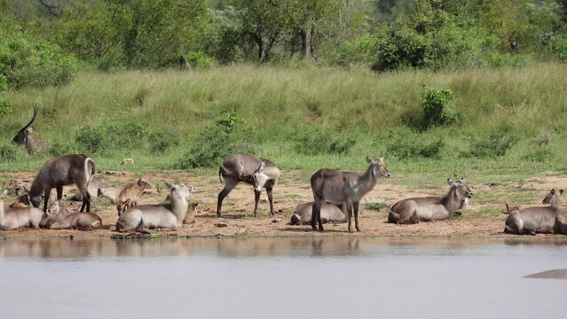 A huge waterbuck herd gathering around the waterhole 